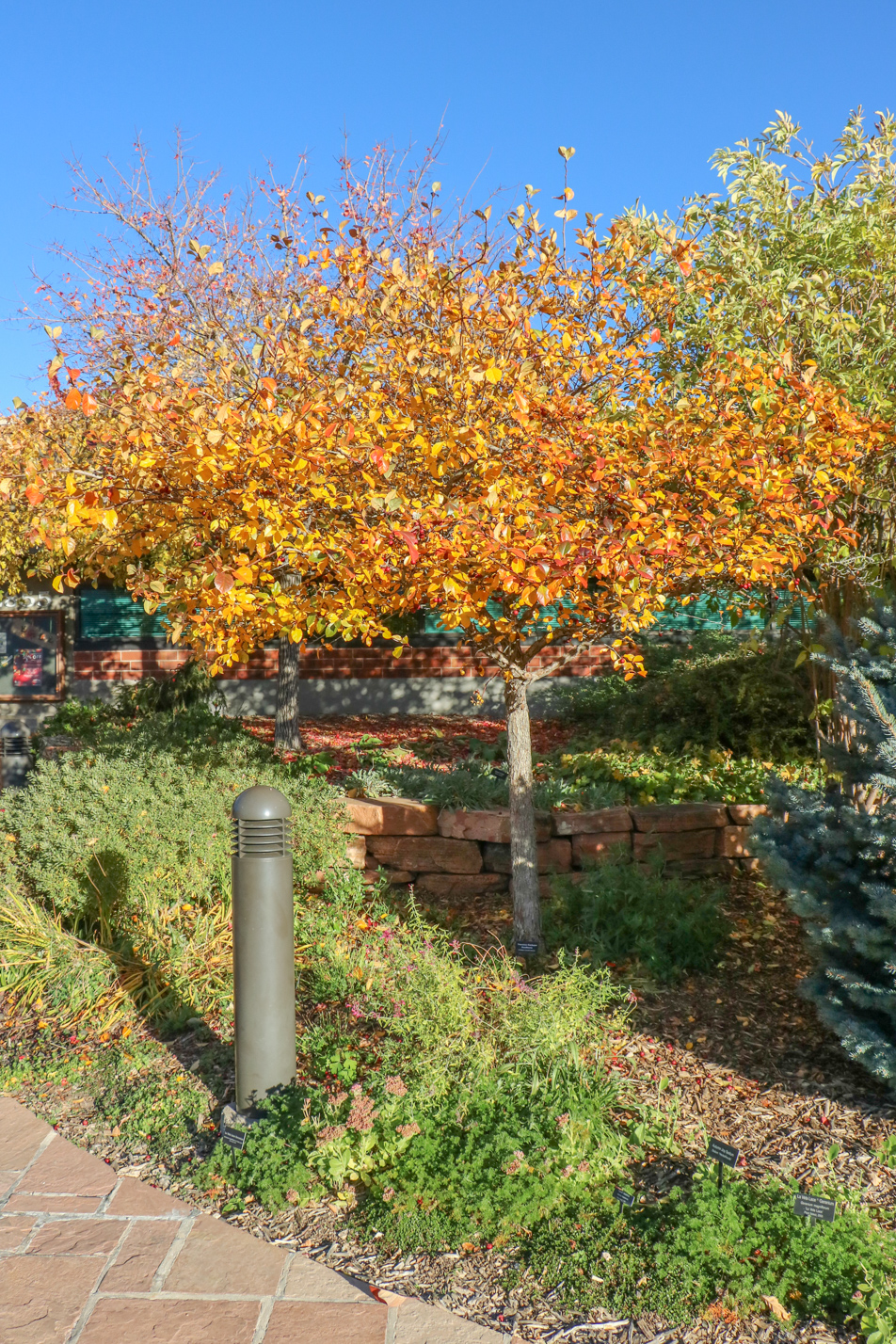 Thornless Cockspur Hawthorn